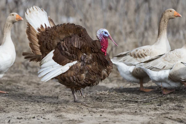 Un pavoneante pavo rojo borbón con gansos de granja —  Fotos de Stock