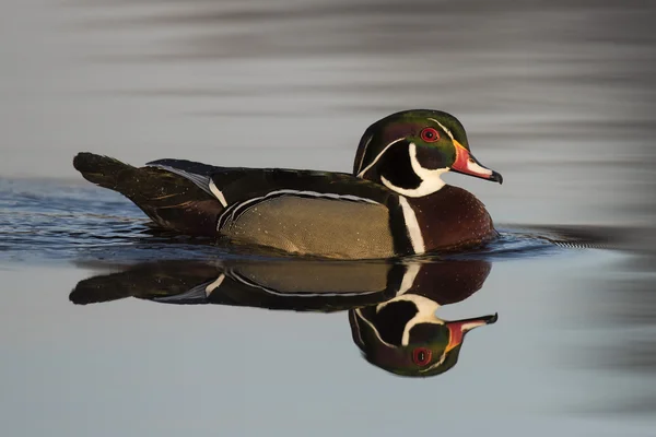 Um pato de madeira Drake — Fotografia de Stock