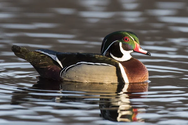 En Drake trä anka — Stockfoto