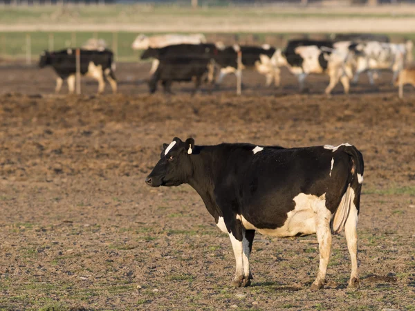 Vacas lecheras en un corral — Foto de Stock