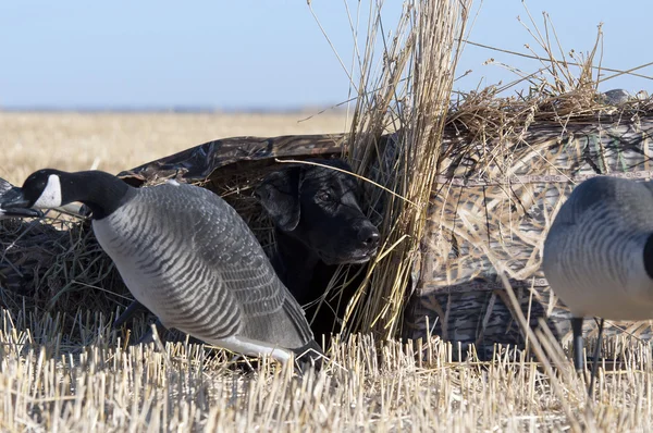 A hunting Dog