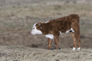 A newborn Hereford Calf clipart