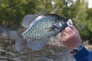 Bir Minnesota siyah Crappie