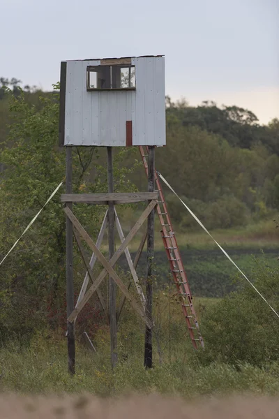 Bir geyik stand — Stok fotoğraf