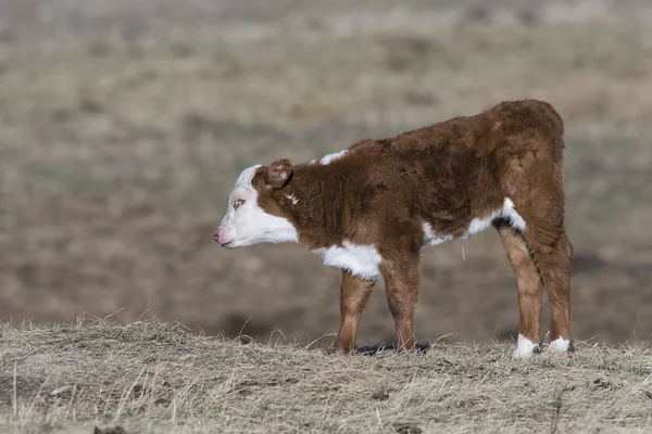 Un ternero recién nacido de Hereford — Foto de Stock