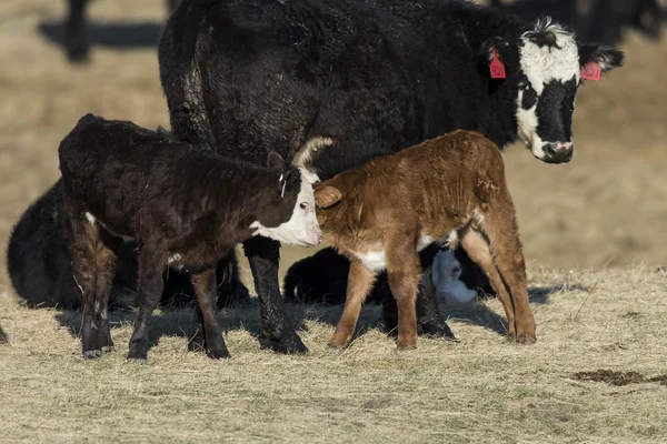 Un vitello neonato di Hereford — Foto Stock