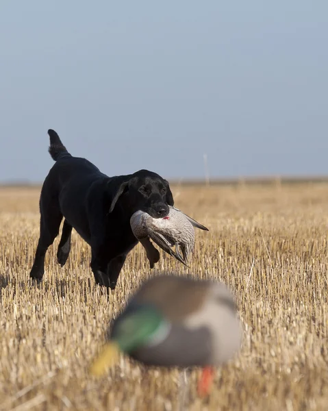 狩猎狗与一只鸭子 — 图库照片