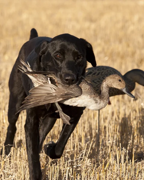 Um cão de caça com um pato — Fotografia de Stock