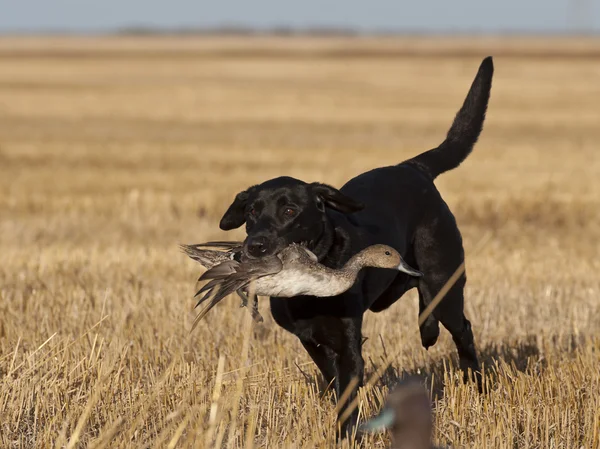 Ein Jagdhund mit einer Ente — Stockfoto