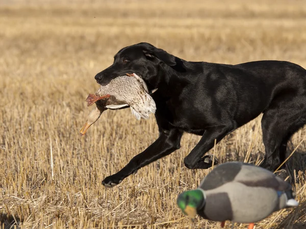A hunting dog with a duck — Stock Photo, Image