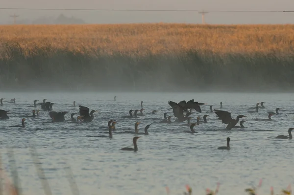 Годування Бакланов на північній Дакоті водно-болотних угідь — стокове фото