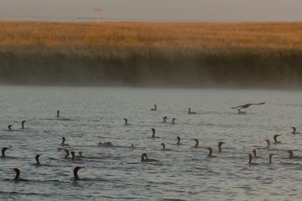 Alimentar os Corvos-marinhos numa zona húmida da Dakota do Norte — Fotografia de Stock
