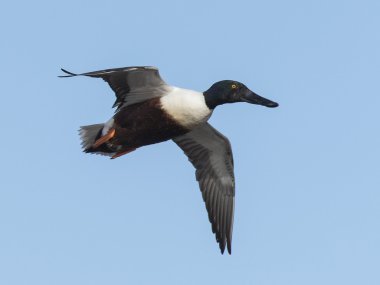 Bayağı kaşıkgaga ördek uçan