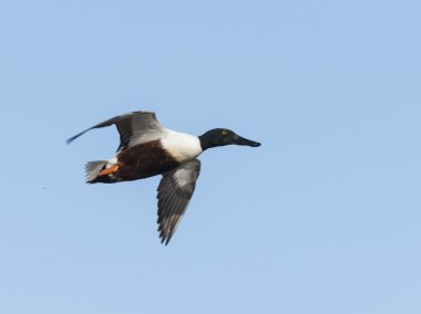 Bayağı kaşıkgaga ördek uçan