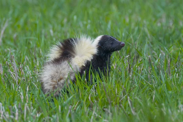 Un Skunk cu dungi — Fotografie, imagine de stoc