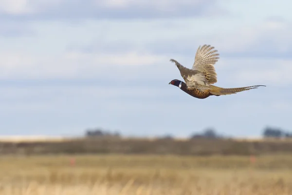 Flying Rooster Pheasant — Stock Photo, Image