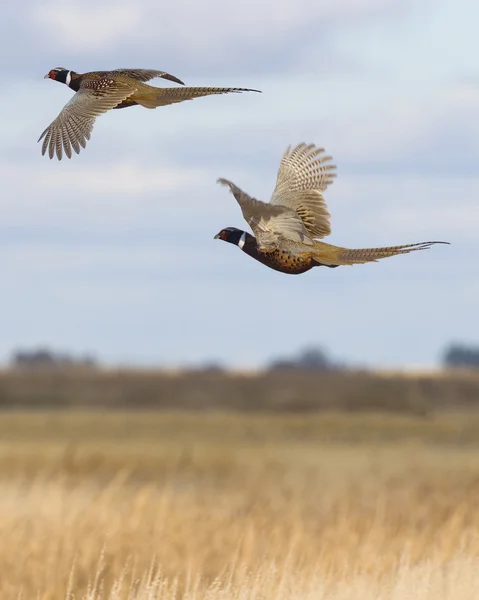 Летающий фазан — стоковое фото