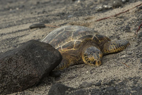 Sleeping Sea Turtle — Stock Photo, Image