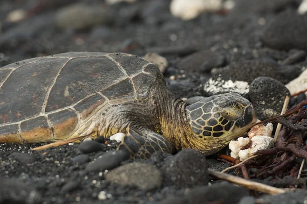 Sleeping Sea Turtle — Stock Photo, Image