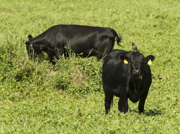 Schwarzes Angus-Rindvieh auf Hawaii — Stockfoto