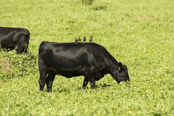 Bovins de boucherie Angus noirs à Hawaï — Photo