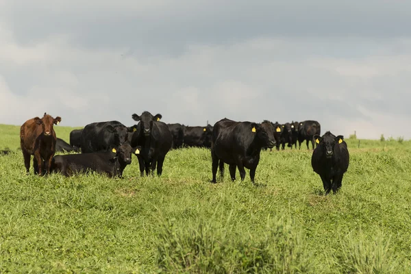 Bovins de boucherie Angus noirs à Hawaï — Photo