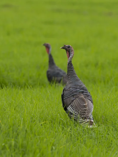 Wild Turkeys in Hawaii — Stock Photo, Image