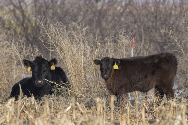 Ranch sığır Güney Dakota üzerinde