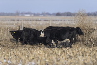 Ranch sığır Güney Dakota üzerinde