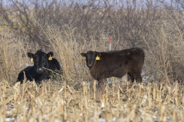Ranch sığır Güney Dakota üzerinde