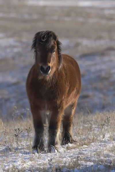 A Shetland Pony on the cold windswept prairie in South Dakota — Stock Photo, Image