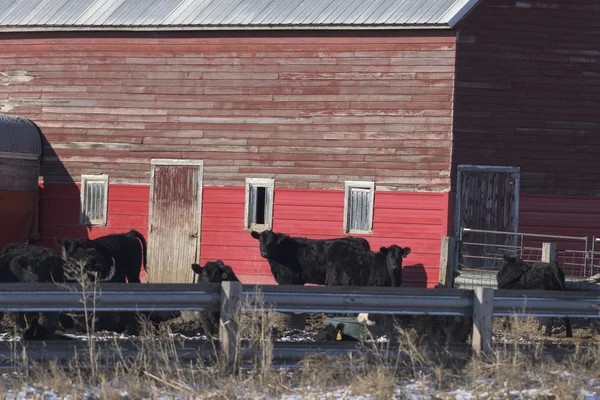 Ранчо м'ясної худоби на Південна Дакота — стокове фото