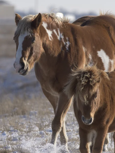 A Shetland Pony in the winter on a ranch — Stock Photo, Image