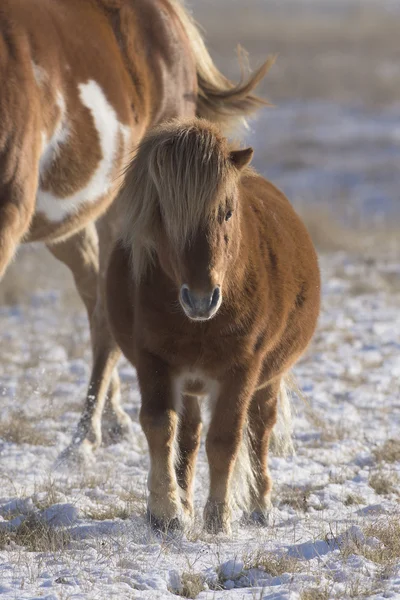 A Shetland Pony in the winter on a ranch — Stock Photo, Image