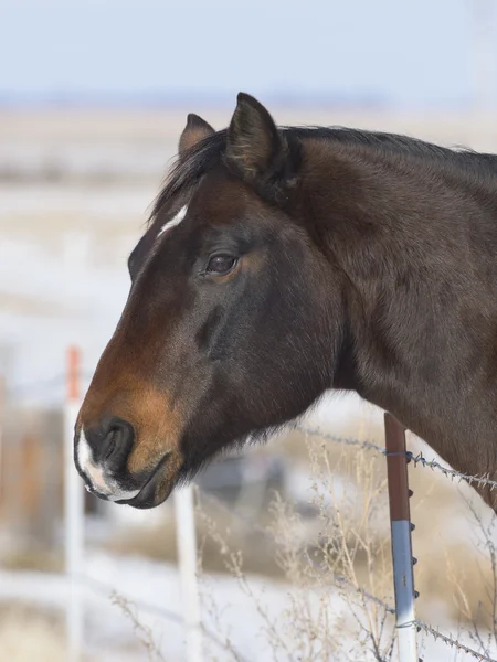 Egy ló egy hideg, szeles legelő egy dél-dakotai farmon — Stock Fotó