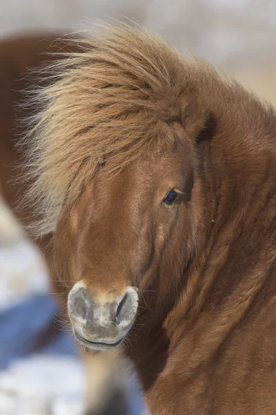 A Shetland póni tanya télen — Stock Fotó