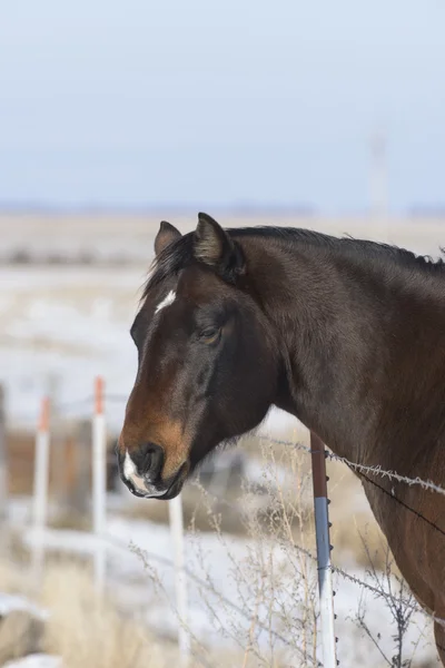 Een paard in een koude winderige grasland op een Ranch South Dakota — Stockfoto