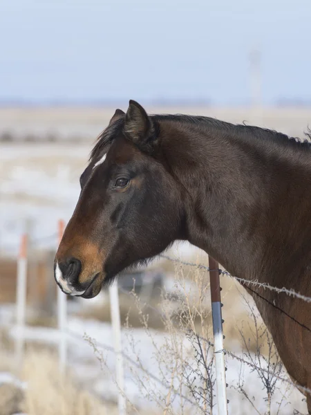 A horse in a cold windswept pasture on a South Dakota Ranch — Stock Photo, Image