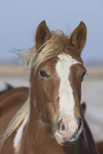 A horse in a cold windswept pasture on a South Dakota Ranch — Stock Photo, Image