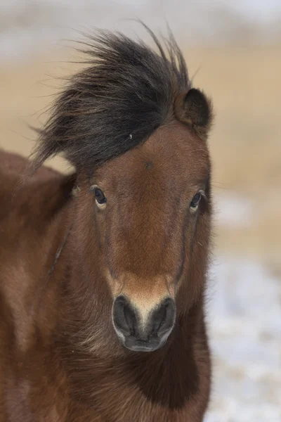 A Shetland Pony in the winter on a ranch — Stock Photo, Image