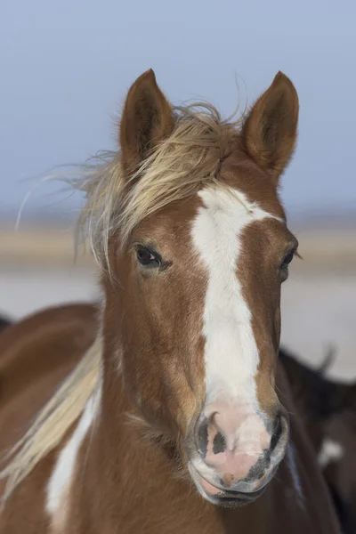 A horse in a cold windswept pasture on a South Dakota Ranch — Stock Photo, Image