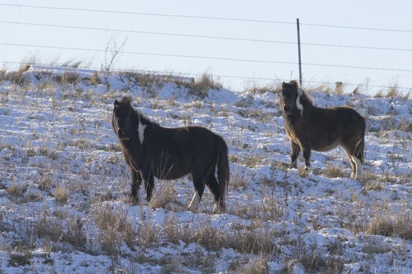 Стадо шетландских пони на пастбище — стоковое фото