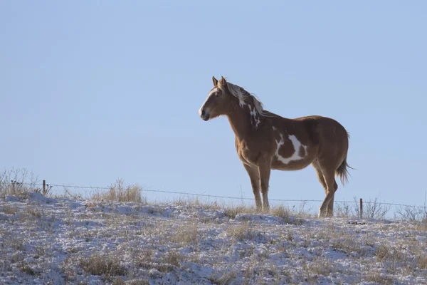 Un caballo en un pasto barrido por el viento frío en un rancho de Dakota del Sur — Foto de Stock