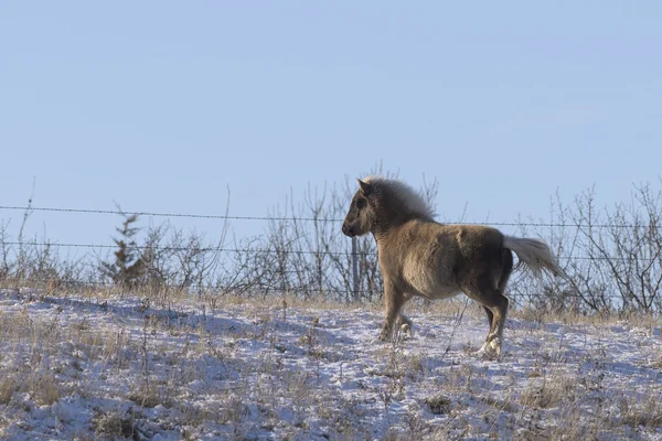 Un poney des Shetland en hiver dans un ranch — Photo