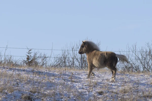 A Shetland póni tanya télen — Stock Fotó