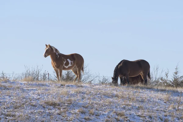 Un troupeau de poneys des Shetland dans un pâturage — Photo