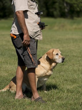 A Labrador geri almak için avcılık eğitiliyor