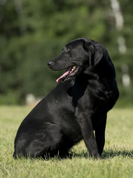 En Labrador Retriever bliver uddannet til jagt - Stock-foto