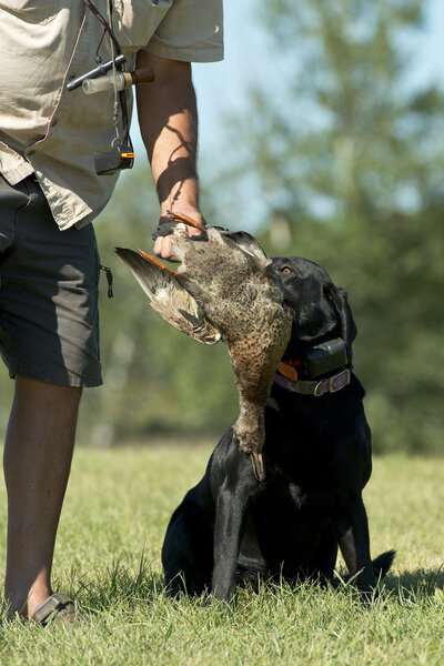 A Labrador Retriever being trained for hunting