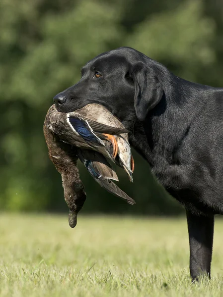A Labrador geri almak için avcılık eğitiliyor — Stok fotoğraf